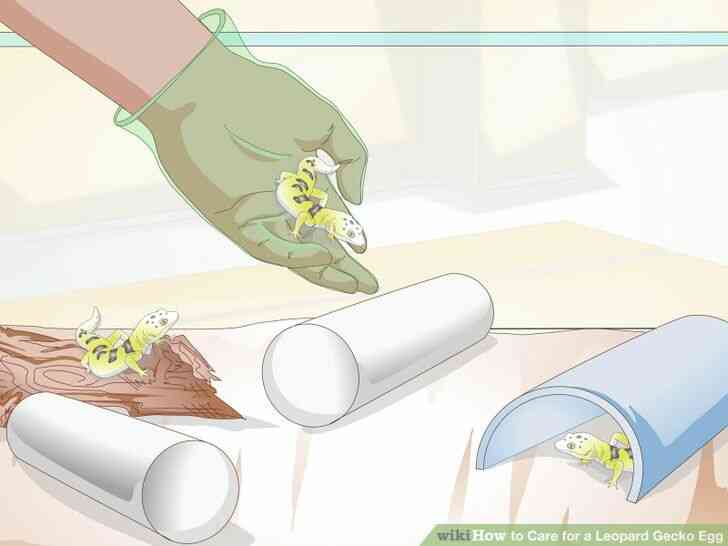 Image intitulé de Soins pour un Gecko Léopard de l